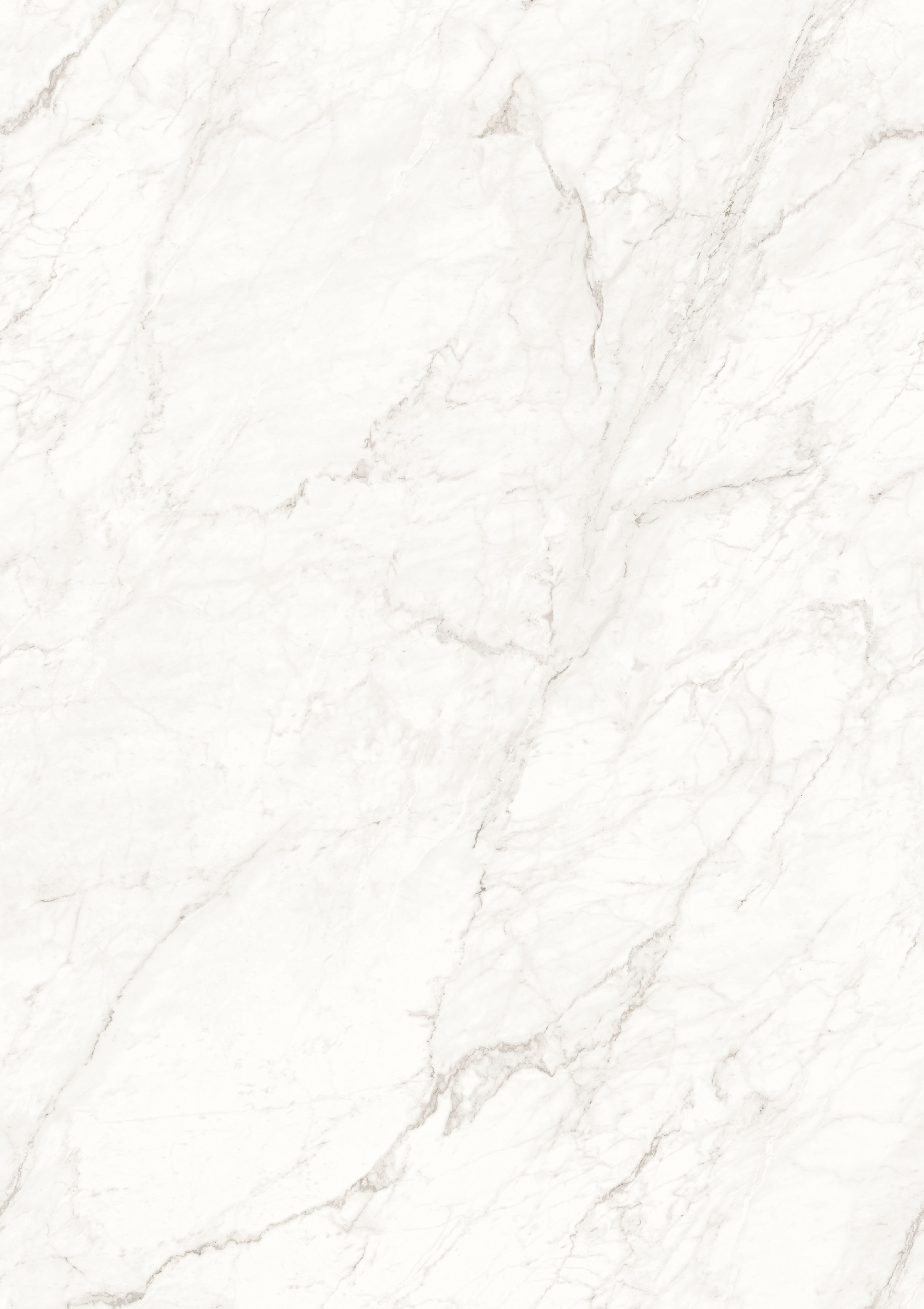 aster white